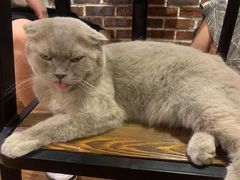 -猫友咖啡店(玉林西路店)
