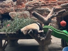 -石家庄市动物园