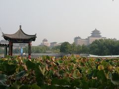 -莲花池公园