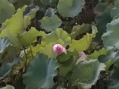 -南宁南湖公园