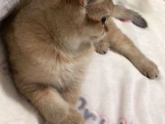 -猫大福·Fortune Cat猫舍(百子湾店)