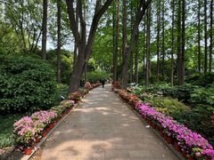 -上海醉白池公园