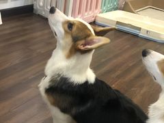 -柯斗斗主题餐厅·狗咖·围炉煮茶·茶饮(国瑞升平里店)