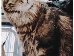 -我爱猫咪·猫咖·狗咖·安哥拉兔·羊驼咖(小寨华旗店)