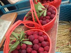 -塘栖枇杷特色园区