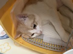 -纳吉亚猫专科动物诊疗中心(蒋宅口分院)
