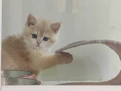 -青奢宠物·青奢猫舍