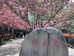 -高东镇樱花园