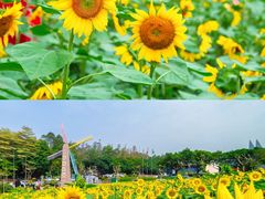 -广州莲花山旅游区