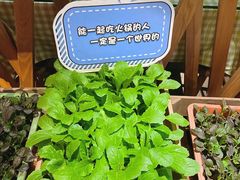-番食园鲜食火锅(高新店)