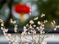 -无锡梅园公园