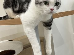 -有喵·猫咖·狗咖·30几只猫10只小狗(岗厦店)