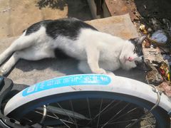 -细村农贸综合市场