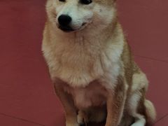 -和它·交个朋友·狗咖猫咖(爱琴海店)