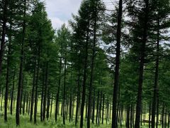 -塞罕坝国家级自然保护区