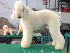 -优缇多格专业宠物美容师培训学校