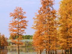 -白鹭湾湿地公园