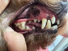 -宠福鑫康馨动物医院·骨科·眼科