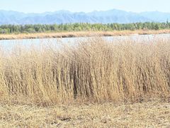 -野鸭湖国家湿地公园