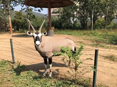 -大连森林动物园