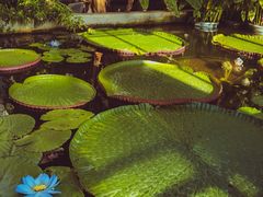 -国家植物园南园