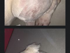-美联众合动物医院·24h转诊中心