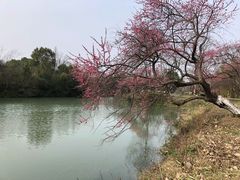 -西溪国家湿地公园