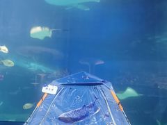 -珠海长隆海洋王国