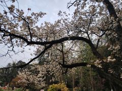 -花溪公园