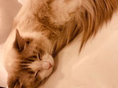 -飞行喵MR PILOT|猫舍·猫咖(静安大融城店)