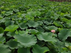 -荷塘月色湿地公园·向阳花洲