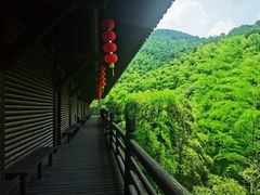 -大唐贡茶院