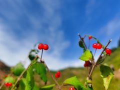 -凯鸽火锅(华林新天地店)