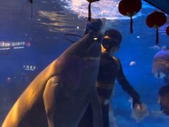 -烟台海昌鲸鲨海洋公园