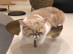 -飞行喵MR PILOT|猫舍·猫咖(静安大融城店)