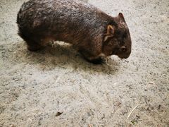 -费瑟代尔野生动物园