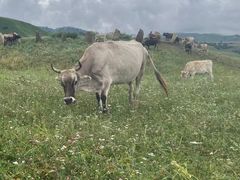 -新疆那拉提国家旅游度假区