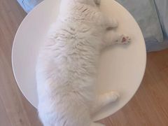 -MOYOYO猫咪咖啡店