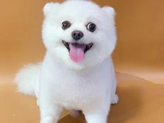 -悠尼宠物·独立低压伊珊娜洗护·美容·寄养(兰谷路店)