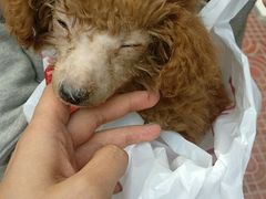 -佑安动物医院·全科·内窥镜中心(幸福巷店)