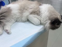 -美美宠物诊疗中心·异宠·骨科(滨江东信分院)