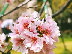 -王借岗森林公园