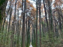 -同里国家湿地公园