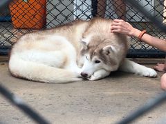 -TrueLove @ Neverland (Husky Cafe)