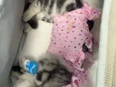 -纳吉亚猫专科动物诊疗中心(蒋宅口分院)