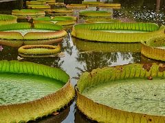 -石家庄市植物园