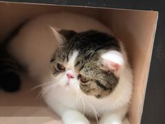 -瞄一喵猫咖(格力海岸店)