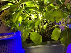 -blue frog蓝蛙(长泰广场店)