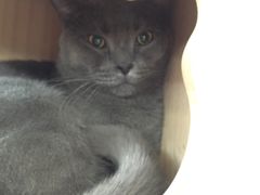 -猫小院猫主题咖啡厅(北锣店)