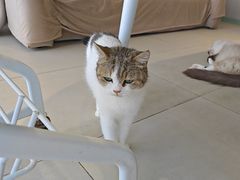 -怪兽屋·羊驼·猫咖·狗咖(俊华广场店)